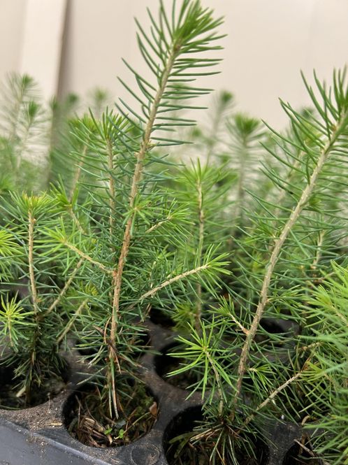 Hovedbilde Gran Epledal 1/0 M95