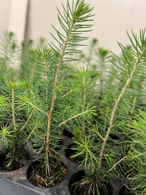 Gran Sanderud 1/0 M95