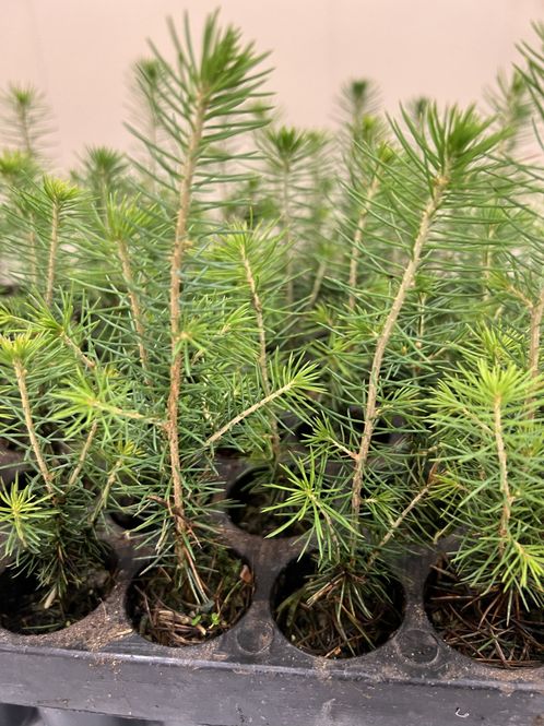 Hovedbilde Gran P1 2/0 M60